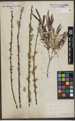 Foto von Salix viminalis L.